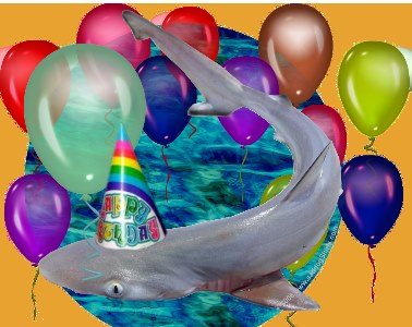 ../Images/1 Birthday baby shark pup.jpg